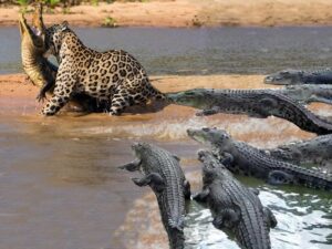 Ягуар и крокодилы фото